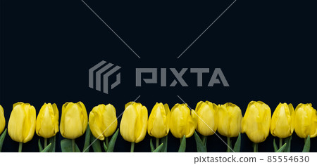 Flowers composition. Frame made of yellow tulips on blue background 85554630