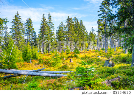 Sunny day at Cerna Hora Peat Bog Sunny day at Cerna Hora Peat Bog 85554650