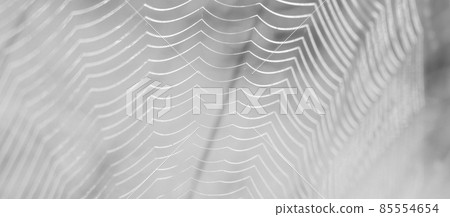 Natural abstract baground in black and white 85554654