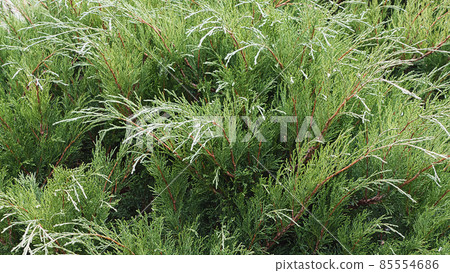 Juniperus - Juniperus sabina, evergreen plants in the garden 85554686