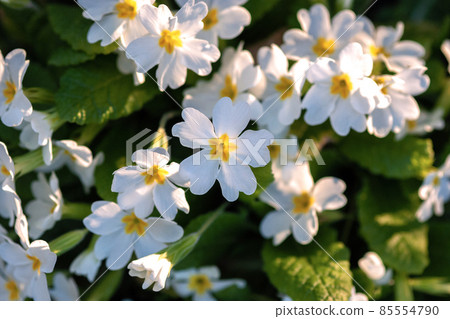 White primula flowers in the garden, closeup White primula flowers in the garden, closeup 85554790
