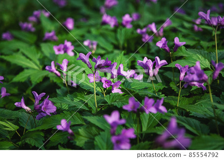 Forest wildflowers Cardamine pentaphyllos in spring 85554792