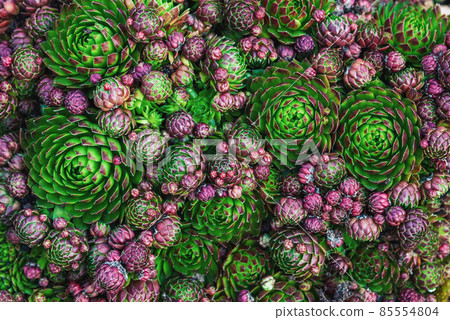 Groundcover plants texture - Houseleek of various color and shape, top view 85554804