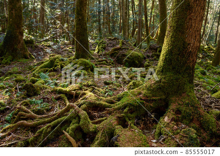 Aokigahara Jukai Trees Created by the Eruption of Mt. Fuji Aokigahara Jukai Trees Created by the Eruption of Mt. Fuji 85555017