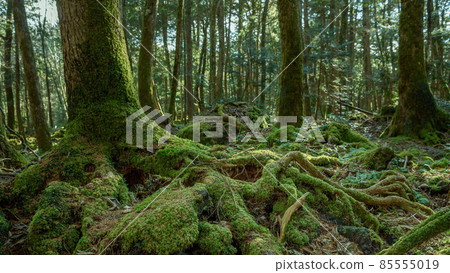 Aokigahara Jukai Trees Created by the Eruption of Mt. Fuji Aokigahara Jukai Trees Created by the Eruption of Mt. Fuji 85555019
