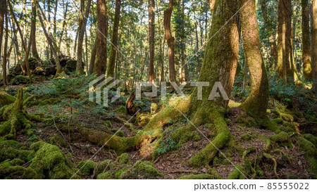 Aokigahara Jukai Trees Created by the Eruption of Mt. Fuji Aokigahara Jukai Trees Created by the Eruption of Mt. Fuji 85555022