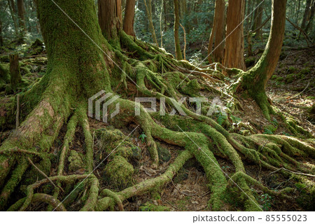 因富士山噴發而形成的青木原樹海 因富士山噴發而形成的青木原樹海 85555023
