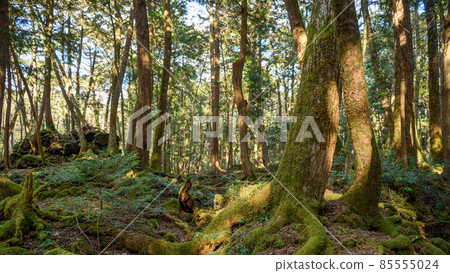 Aokigahara Jukai Trees Created by the Eruption of Mt. Fuji Aokigahara Jukai Trees Created by the Eruption of Mt. Fuji 85555024