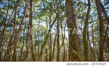 因富士山噴發而形成的青木原樹海 因富士山噴發而形成的青木原樹海 85555025