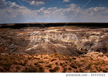 Petrified Forest 85555032
