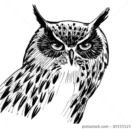 Owl bird head. ink black and white drawing 85555525