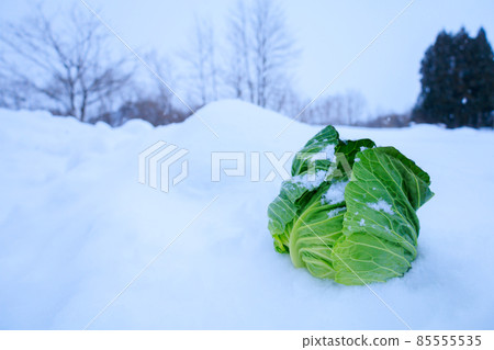 Image of vegetables under snow, cabbage, preserved in snow 85555535