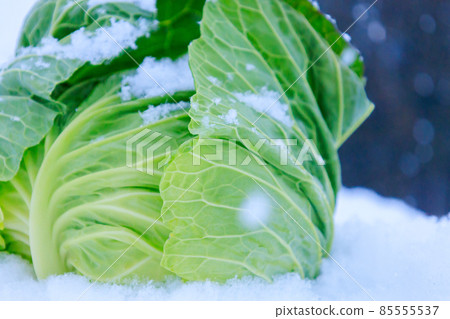 雪下蔬菜的圖像,白菜,保存在雪中 雪下蔬菜的圖像,白菜,保存在雪中 85555537