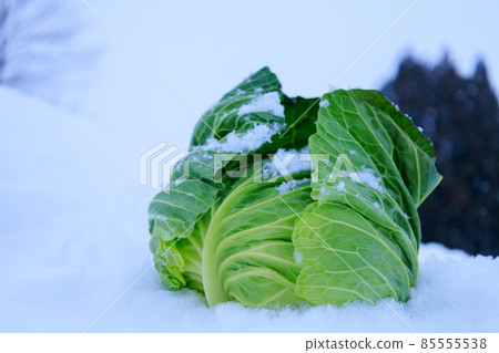 雪下蔬菜的圖像,白菜,保存在雪中 雪下蔬菜的圖像,白菜,保存在雪中 85555538