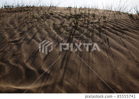 Tottori four seasons walk spring sand dunes Tottori four seasons walk spring sand dunes 85555741
