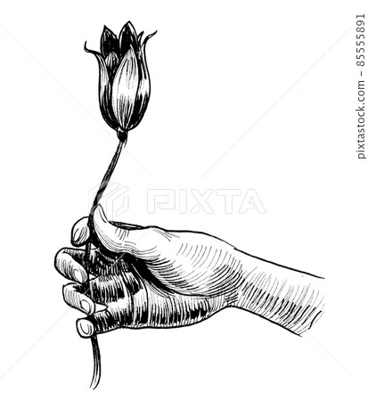 Hand with tulip flower. Ink black and white drawing 85555891