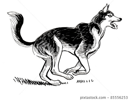 Running husky dog. Ink and watercolour drawing Running husky dog. Ink and watercolour drawing 85556253
