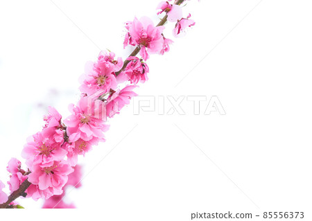 桃花（花桃）盛開，白色背景特寫 85556373