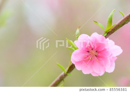 一朵桃花的特寫素材(花桃) 一朵桃花的特寫素材(花桃) 85556381