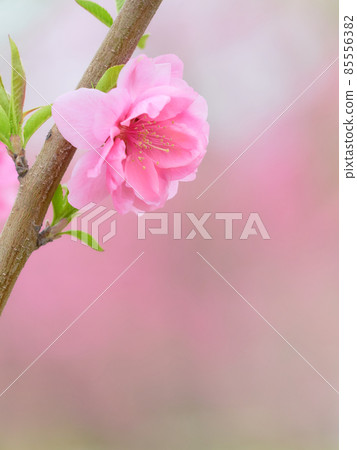 柔和明亮的單株桃花（花桃）特寫素材 85556382