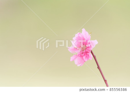 一朵桃花的特寫素材（花桃） 85556386
