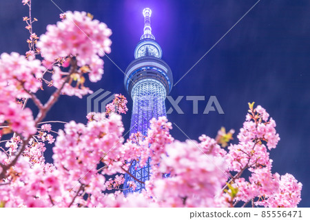 東京天空樹和河津櫻花點亮 東京天空樹和河津櫻花點亮 85556471