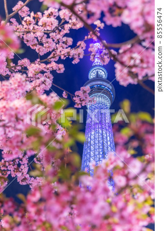 Tokyo Sky Tree and Kawazu Sakura Light Up 85556474