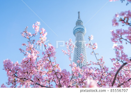 《東京》東京晴空塔和河津櫻 85556707