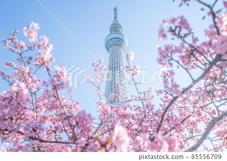 "Tokyo" Tokyo Sky Tree and Kawazu Sakura 85556709