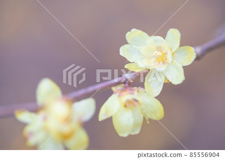 Wax plum Wax plum 85556904