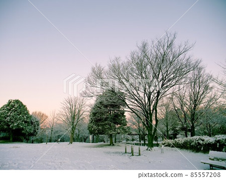 東京多摩市鶴卷西公園有雪 東京多摩市鶴卷西公園有雪 85557208