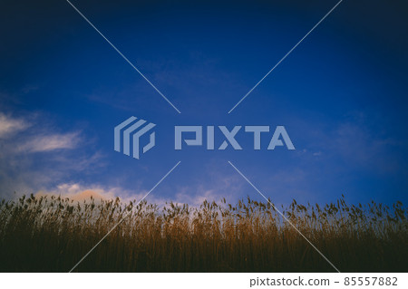Wheat field and sky 85557882