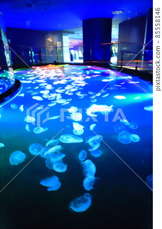 墨田水族館水母區“大培養皿” 85558146