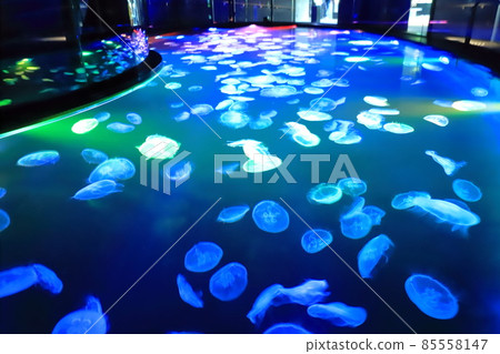 墨田水族館水母區“大培養皿” 85558147