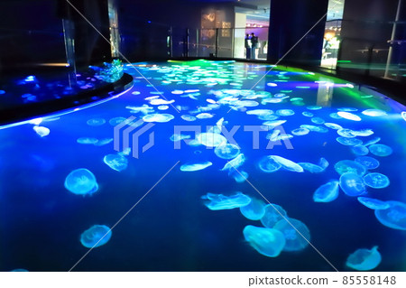 墨田水族館水母區“大培養皿” 墨田水族館水母區“大培養皿” 85558148