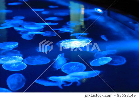 墨田水族館水母區“大培養皿” 墨田水族館水母區“大培養皿” 85558149