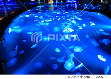 墨田水族館水母區“大培養皿” 85558159