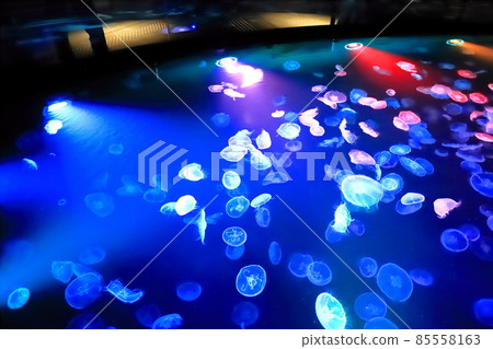 墨田水族館水母區“大培養皿” 85558163