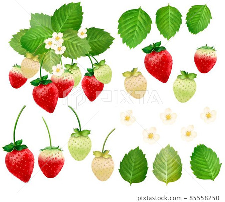 Hand-drawn illustration set material of delicious strawberries, leaves and flowers 85558250
