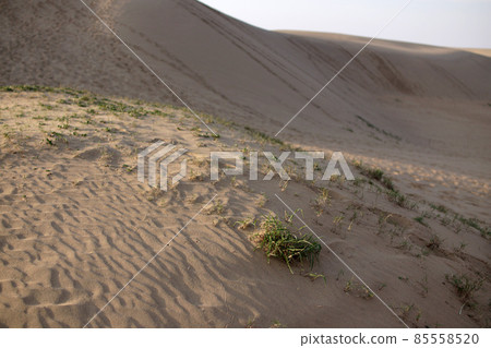 Tottori four seasons walk spring sand dunes Tottori four seasons walk spring sand dunes 85558520