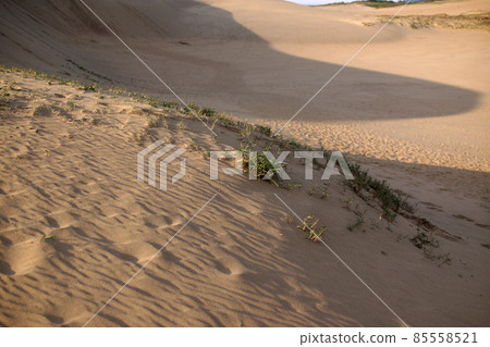 Tottori four seasons walk spring sand dunes 85558521