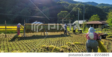 Rice reaping Rice reaping 85558605