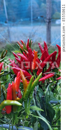 Red pepper Red pepper 85558611