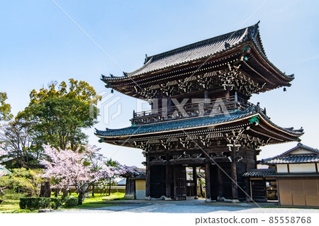 Kyoto Seiryoji Temple-Niomon and Sakura- Kyoto Seiryoji Temple-Niomon and Sakura- 85558768
