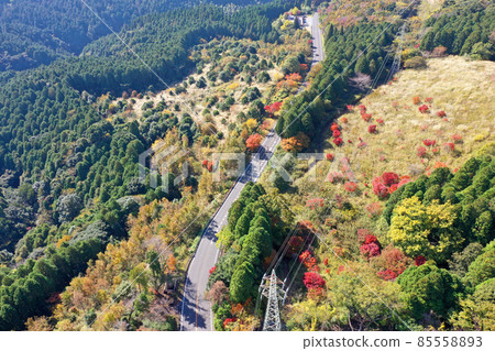 Autumn leaves road along Route 223 in Kirishima City 85558893