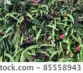 Jungle botanical background wallpaper tropical flowers tree leaves 85558943