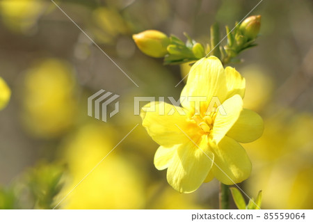 Oubai的花朵 Oubai的花朵 85559064