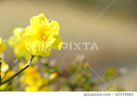Oubai的花朵 Oubai的花朵 85559065