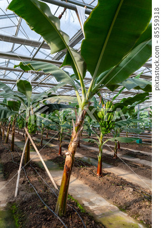 Banana plants growing in a greenhouse Banana plants growing in a greenhouse 85559318