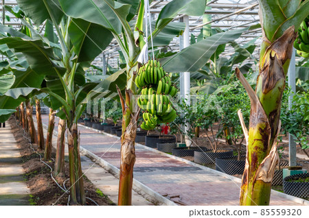Banana plants growing in a greenhouse Banana plants growing in a greenhouse 85559320